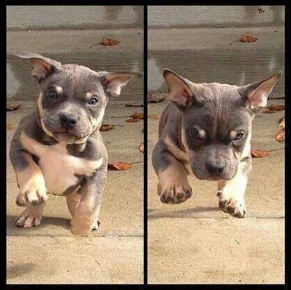 Here is this beautiful and adorable female tri color pitbull for sale. Tri-color blue-nose puppy | Pit Bulls | Pinterest