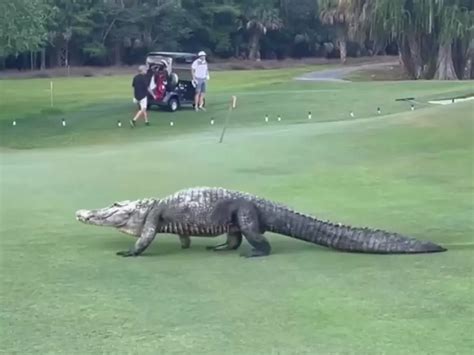 Alligator Invades Florida Golf Course