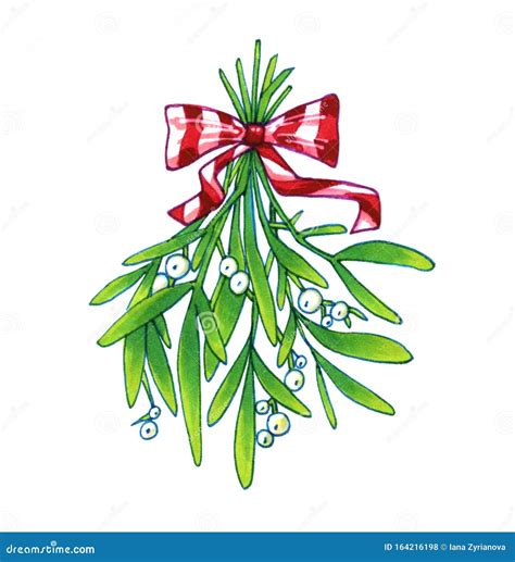 Mistletoe Hand Drawn Illustration Of Mistletoe Sprigs With Red Bow