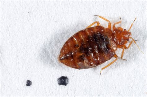 Cimex Lectularius Bed Bug Hemiptera Cimicidae