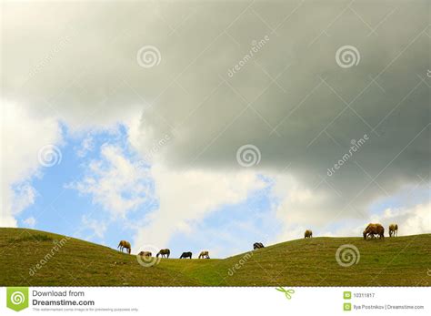 kazakh horse stock image image  field candid mother