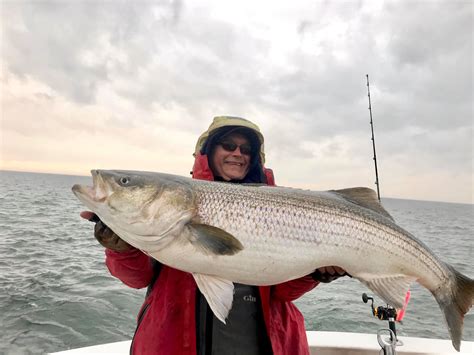 World Record Striper Caught And Released In Virginia On The Water