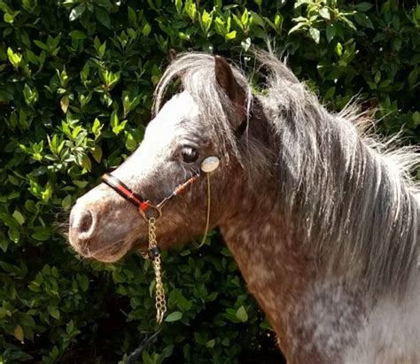 Appaloosa Miniature Stallion Price Reduced Horses And Ponies Gumtree