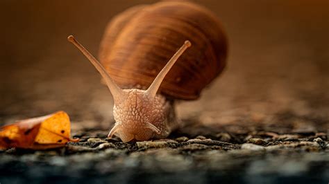 Brown Snail On Ground Hd Snail Wallpapers Hd Wallpapers Id 75977