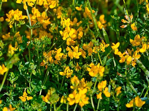 Invasive Lawn Weed With Yellow Flowers Your Complete Weed Guide