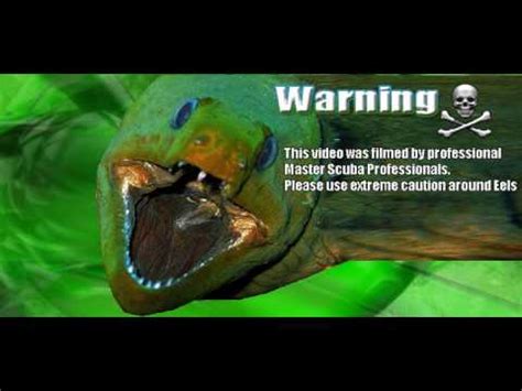There as many as 200 different. MORAY EEL ATTACKS SCUBA DIVER BITE CAMERA!!! EXTREME ...