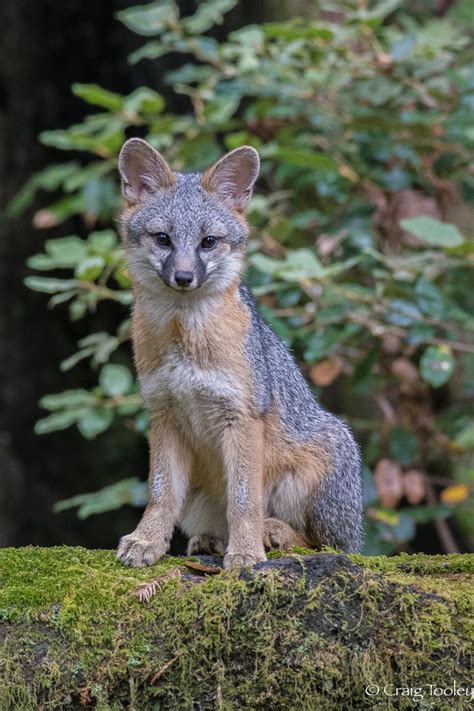 A Young Gray Fox As Photographed By Craig Tooley Fox Grey Fox Animals