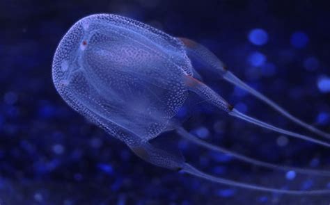 Worlds Deadliest Jellyfish 2022 More Lethal Than Expected 2024