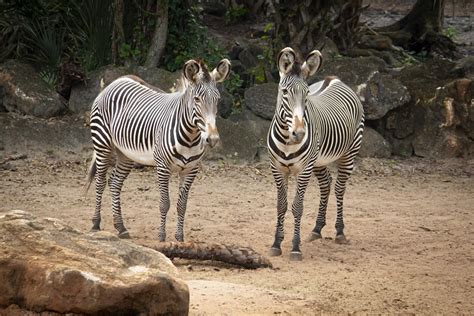 Visitor Guidelines Brevard Zoo