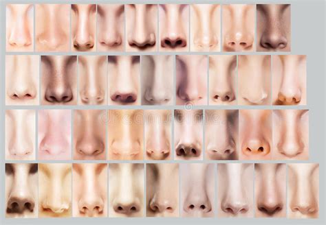 The shape of a nose is determined by its nasal bones and its nasal cartilages which also includes the septal cartilage (separates the nostrils) and the this type of a nose is recognized by its prominent bridge which is curved or slightly bent. Body Parts. Great Variety Of Women S Noses. Set Of ...