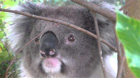 Amazingly Cute Koala Bear In The Wild Youtube