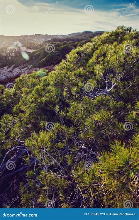Background With Fresh Pine Greens Concept Of Healthy Fresh Air Image