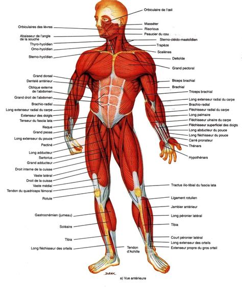 Human Anatomy Drawing Anatomy Drawing Anatomy