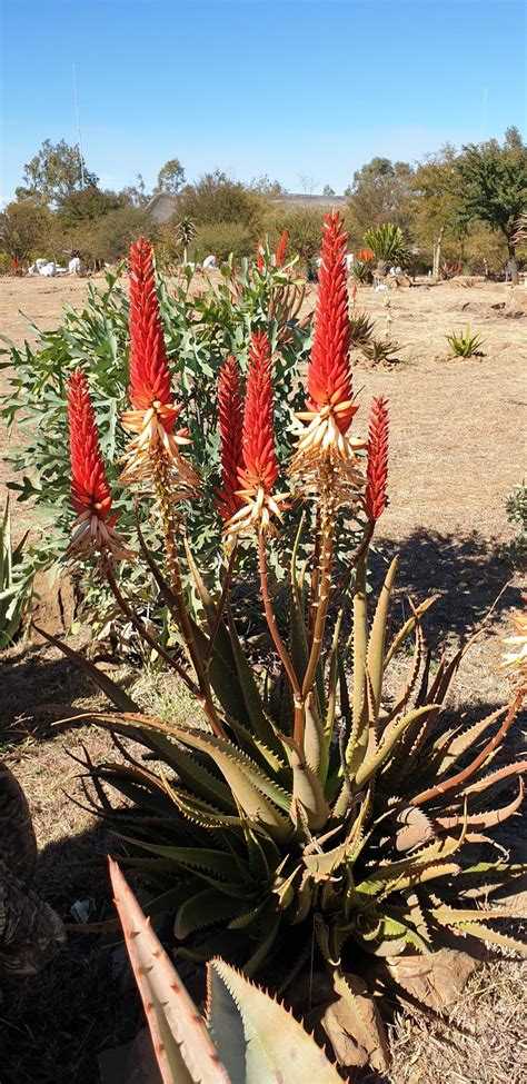 Aloe Hybrid In Flower Johans Hybrids Vaal Retreat July 2019 Aloe