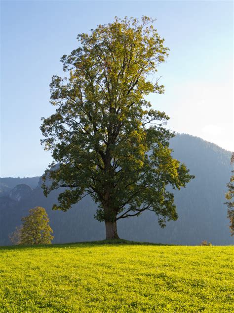 Silver Maple Acer Saccharinum Deciduous Trees Cold Stream Farm