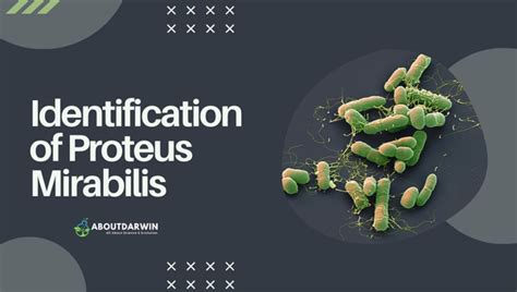 Proteus Mirabilis Understanding Biochemical Identification