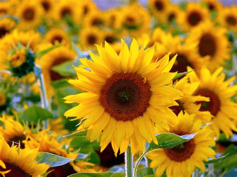 Papel De Parede Flor Amarelo Planta De Florescência Sementes De