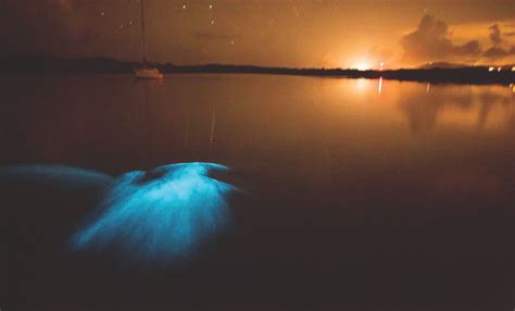 Mosquito Bioluminescent Bay Inside Natures Glow Stick