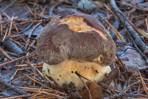 Photo 2156 11 Small Pine Bolete Mushroom Boletus Pinophilusnorth