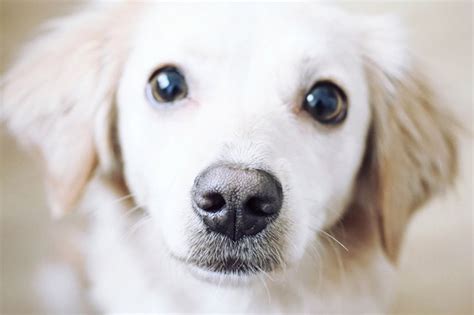 Can Nose Prints Identify Dogs Like Fingerprints Cuteness