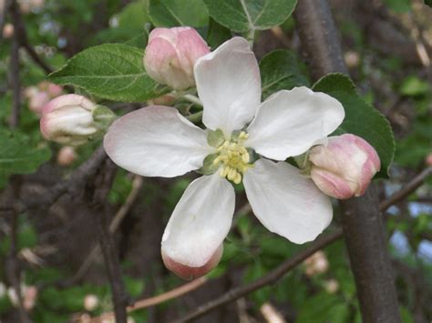 Shrub Tree White Blossom Five Petals Spaced Spring Pink Buds A Season