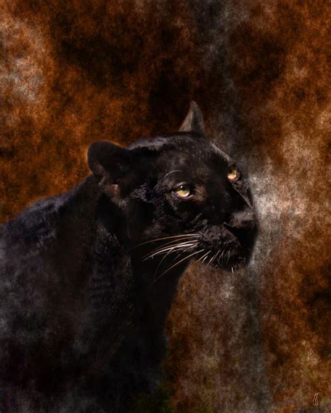 Black Panther Black Panther Panther Panther Cat