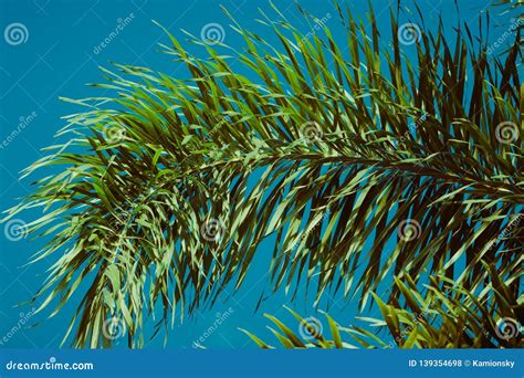 Palm Tree Branches Under Blue Sky Tropical Vibes Concept Retro Style
