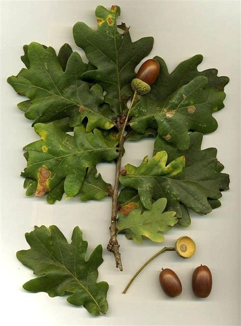 Plantfiles Pictures English Oak Truffle Oak Pedunculate Oak Quercus