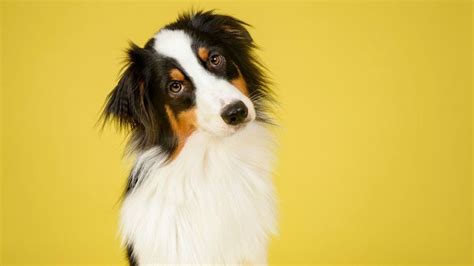 Can We Guess Your Dogs Name In 30 Questions Howstuffworks