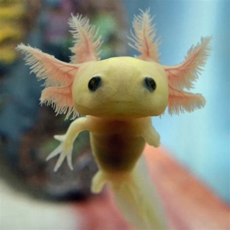 Here Is A Picture Of A Baby Axolotl To Brighten Up Your Day Ift