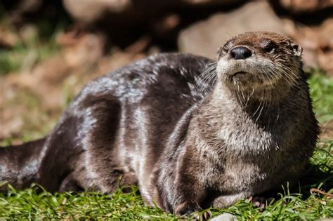 Brown Otter Lying On A Grass Free Image Download