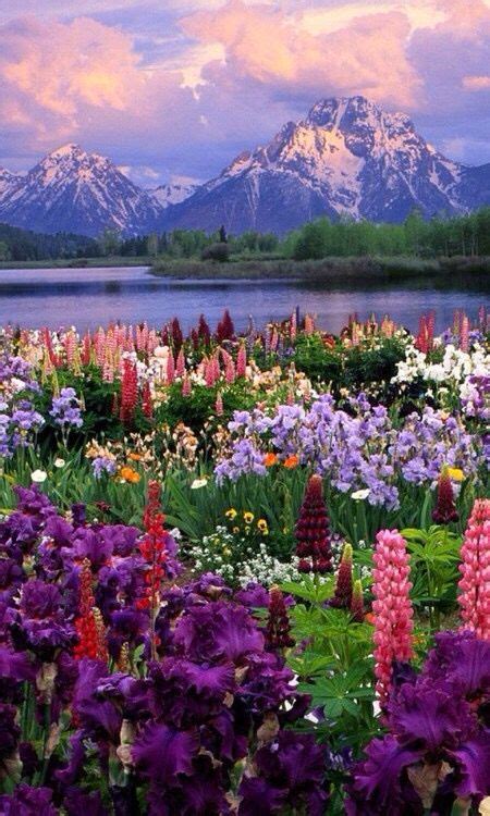 A Field Full Of Flowers With Mountains In The Background