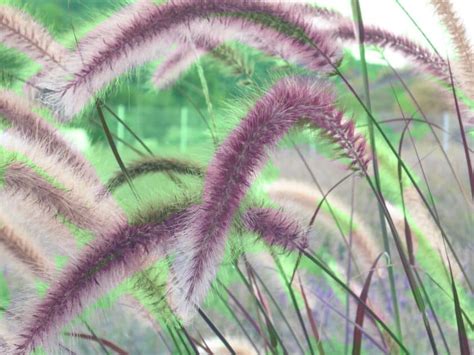 How To Grow And Care For Purple Fountain Grass Easy Way To Garden