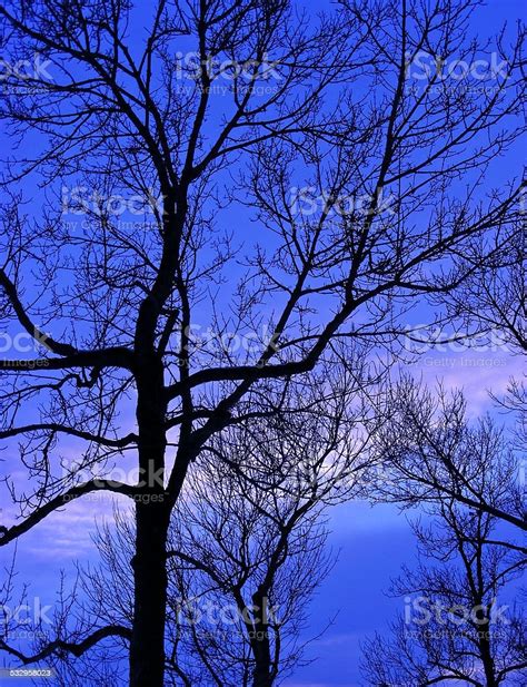 Sunset Tree Silhouette Stock Photo Download Image Now 2015 Alberta