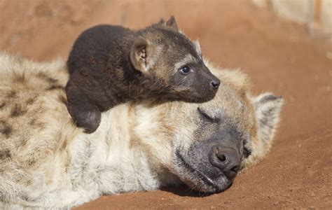 First C Section Delivery Of A Hyena Pup In Australias History Baby