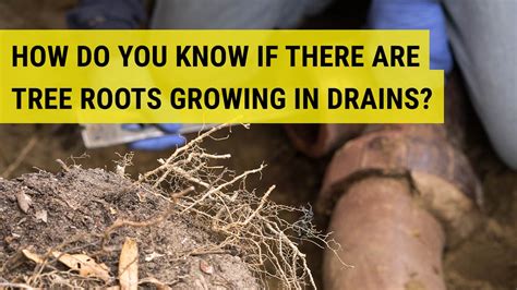 How To Remove Tree Roots From Drains Kjc Drainage