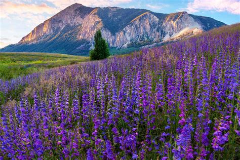 This Charming Town Is The Wildflower Capital Of Colorado — Heres When
