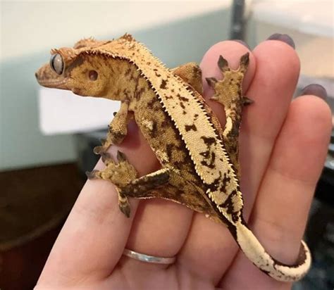 The 4 Types Of Geckos That Make Great Pets Petpress