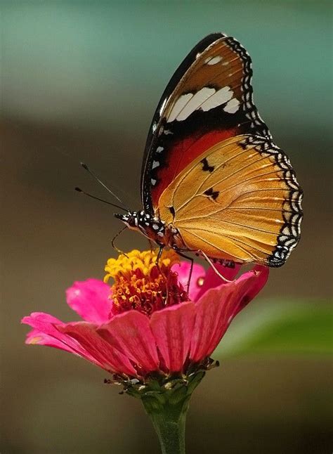 My Pose By Edi Wibowo 500px Butterfly Pictures Butterflies