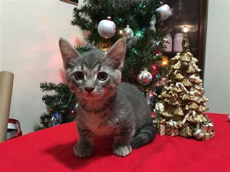 We alway have munchkin kittens for sale. Munchkin Cats For Sale | Masontown, PA #173386 | Petzlover