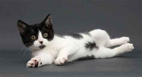 Black And White Kitten Lounging On Grey Background Photo Wp42695