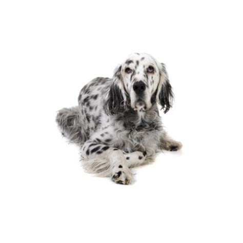 Parents have been excellent family dogs and hunters. English Setter Puppies - Petland Lancaster Ohio