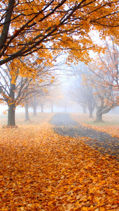 Stock Images Autumn Leaves Tree Yellow 4k Stock Images 19563