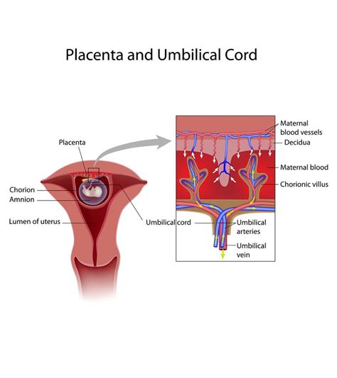 13 Causes Of Blood Clots In Placenta During Pregnancy Momjunction