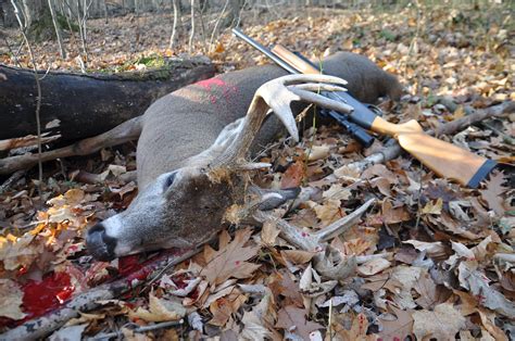 An Outsiders Look At Michigan Deer Hunting