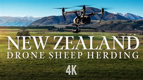 Drone Sheep Herding In New Zealand 4k Youtube