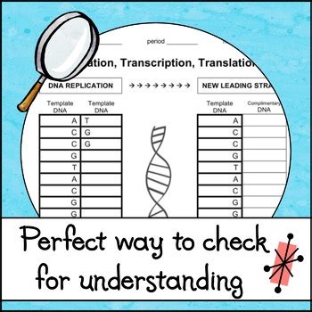 Dna coloring transcription and translation worksheet answer key. Replication, Transcription, and Translation Worksheet by ...