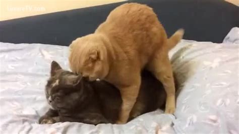 Owner Captures Their Two Cats Fucking On The Sofa Xxx Femefun
