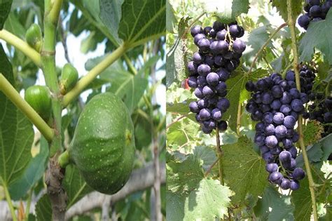 Photos Of Biblical Explanations Pt 2 The Fig Tree And The Grape Vines