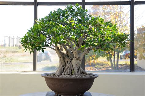 Extremely hardy + evergreen + popular ✅ japan import = great offer + low bonsaischule wenddorf. National Bonsai Museum - Dupuich | Ficus microcarpa ...